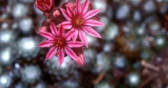 La réserve naturelle du Tanet-gazon du faing