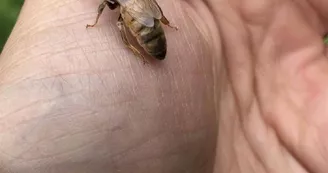 Rucher du Grand Tétras Rucher du Grand Tétras