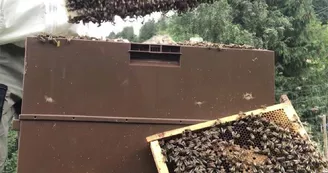 Rucher du Grand Tétras Rucher du Grand Tétras