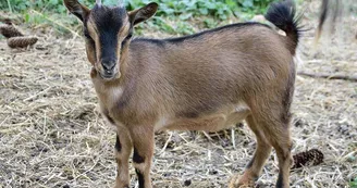 La Ferme d'Argentin La Ferme d'Argentin