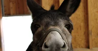 La Ferme d'Argentin La Ferme d'Argentin