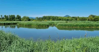 Observatoire ornithologique des Rohrmatten Observatoire ornithologique des Rohrmatten