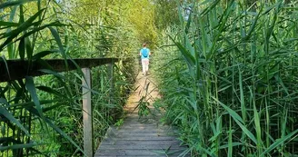 Observatoire ornithologique des Rohrmatten Observatoire ornithologique des Rohrmatten