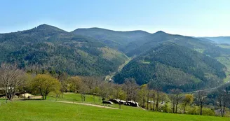 Belvédère du col de Fréland