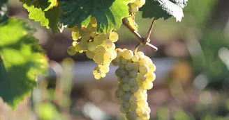 Julien Klein Vigneron