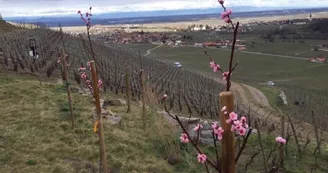 Domaine Bernhard Jean-Marc