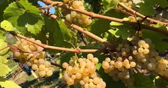 Domaine Bernhard Jean-Marc