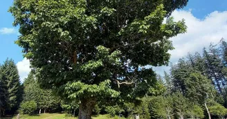 Aire de pique nique Arbre de la liberté