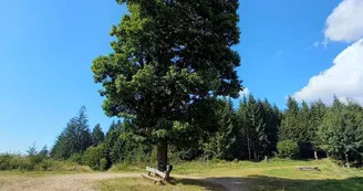Aire de pique nique Arbre de la liberté