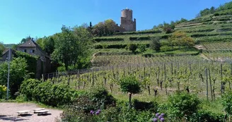 Le château de Kaysersberg