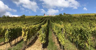 Sigolsheim