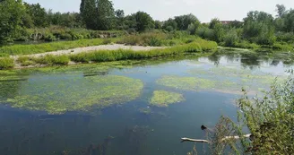 Réserve naturelle de l'Eiblen et l'Illfeld