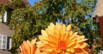 Jardin du Dahlia
