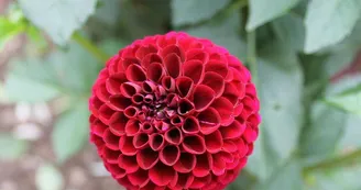 Jardin du Dahlia