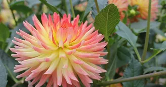Jardin du Dahlia