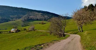 Aire de pique-nique - Col de Fréland
