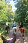 Les Ecuries d'Alsace