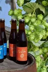 Gamme + houblon