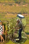 Vins WECK Clément  et Fils